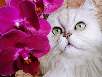 Un chat pose à côté d'orchidées
