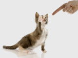 Un maitre essayant d'éduquer son petit chaton
