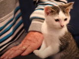 Comment éduquer un chat