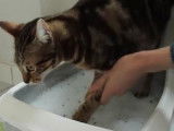 Comment avoir un chat propre