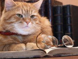 Comment stimuler mentalement son chat et le rendre plus intelligent ?