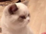 Un Colourpoint British Shorthair apprend des tours