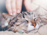 Un maître caressant la tête de son chat tigré