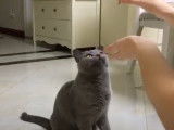 Un chat British Shorthair apprend à s'assoir