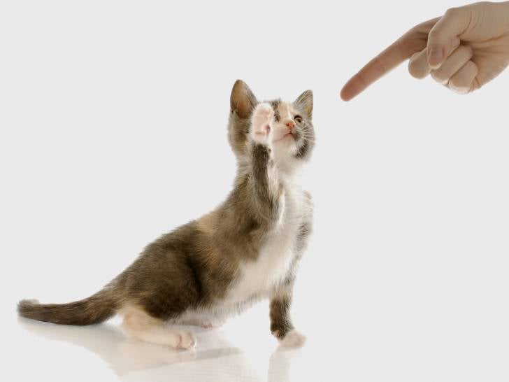 Hygiène du chat: quels sont les soins à prodiguer ?