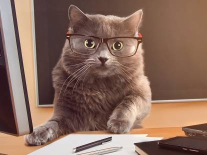 Un chat gris avec des lunettes sur un bureau
