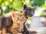 Deux chatons un roux et un gris foncé entremêlée
