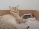Une chatte Munchkin s'occupe de son chaton nouveau-né