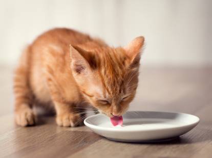 Un petit chat roux boit du lait dans une coupelle