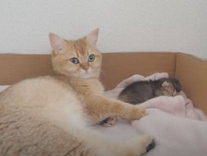 Une chatte Munchkin s'occupe de son chaton nouveau-né