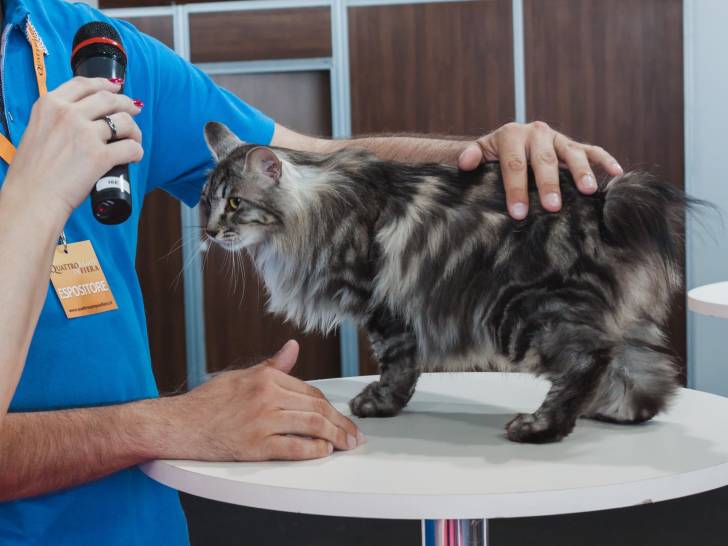 Les Expositions Felines Histoire Deroulement Regles