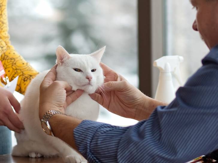 Entrainer Et Preparer Son Chat A Prendre Part A Une Exposition Feline