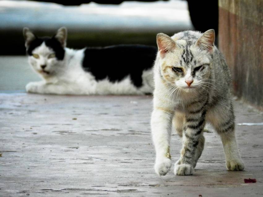 Canada Montreal Capitale Des Chats Errants