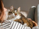 Un chat Sibérien tricolore allongé sur sa maîtresse