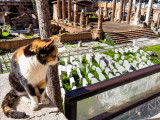 Un chat assis au milieu de diverses ruines romaines.