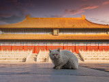 Un chat devant le Temple des ancêtres impériaux, à Pékin.
