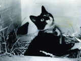 Photo de Sam, le chat de la Seconde Guerre mondiale, dans une boîte en carton