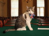 Larry, le chat souricier du 10 Downing Street, posant sur la table du conseil des ministres