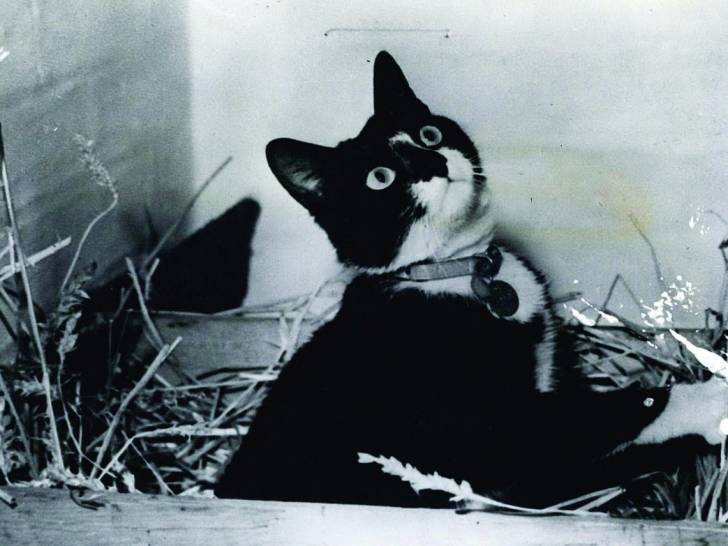 Photo de Sam, le chat de la Seconde Guerre mondiale, dans une boîte en carton