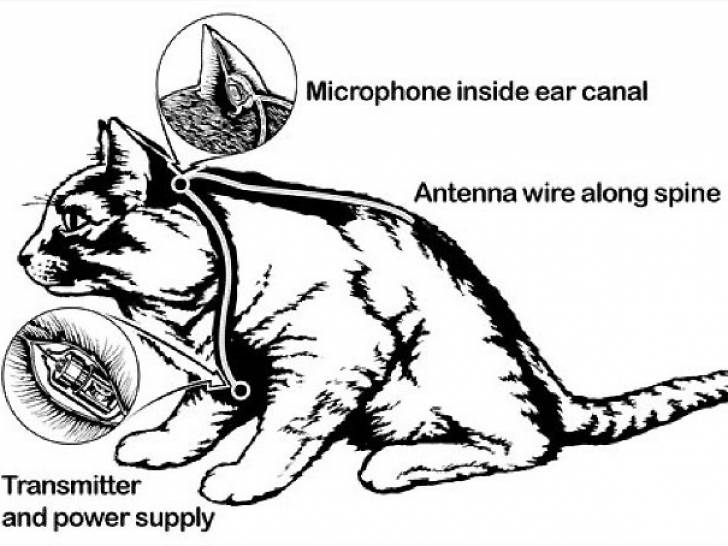 Schéma expliquant l'équipement d'un chat du projet de la CIA Acoustic Kitty