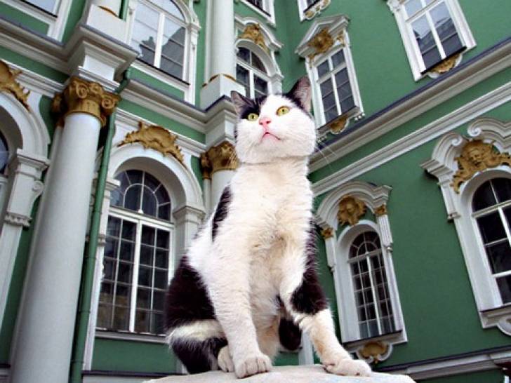 Un chat devant le musée de l'Ermitage