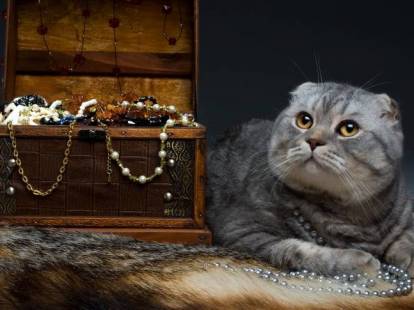 Un chat allongé à côté d'un coffre-fort rempli de bijoux et pierres précieuses.