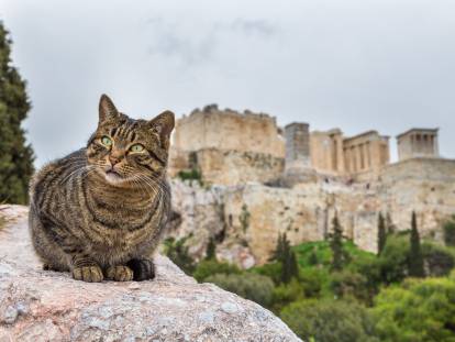 Un chat gris tigré devant les ruines de l'Acropole à Athènes, en Grèce.