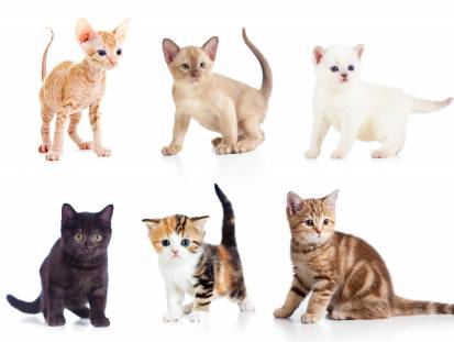 Les origines des races de chat