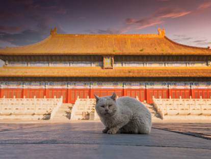 Un chat devant le Temple des ancêtres impériaux, à Pékin.