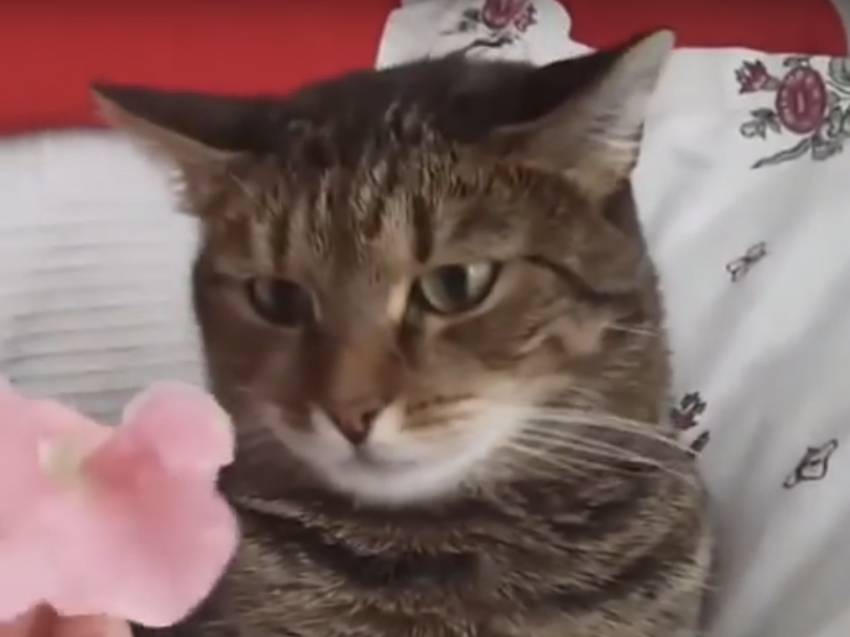 Un Chat Avec Une Reaction Bizarre Video