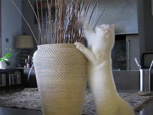 Chat Qui Detruit Tout Le Comportement Destructeur Des Chats