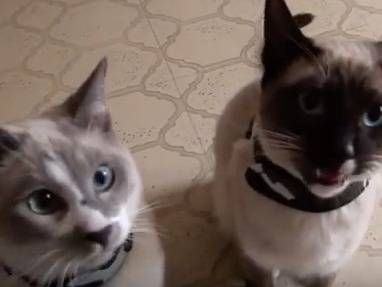 Deux Chats Snowshoe Tres Bavards Video