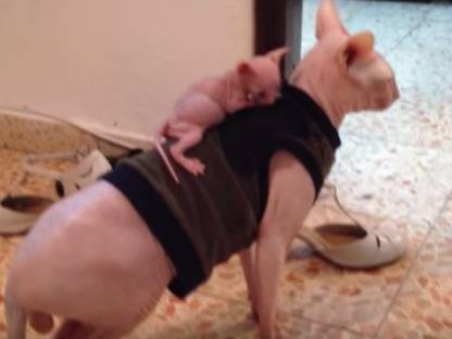 Un Chaton Sphynx Se Promene Video