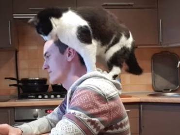 Un Chat Demande De L Attention Video
