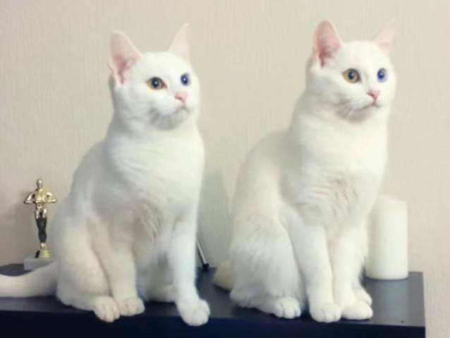 Deux Chats Jumeaux Consideres Comme Les Plus Beaux Du Monde Video