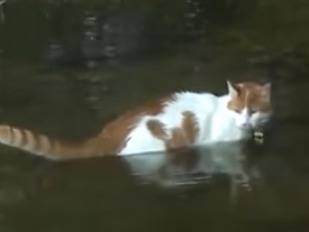 Un Moment De Baignade Pour Un Turc De Van Video