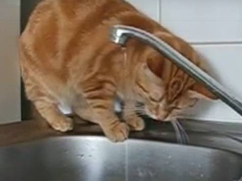 Un Chat Roux Joue Avec L Eau Qui Coule Dans Le Lavabo Video