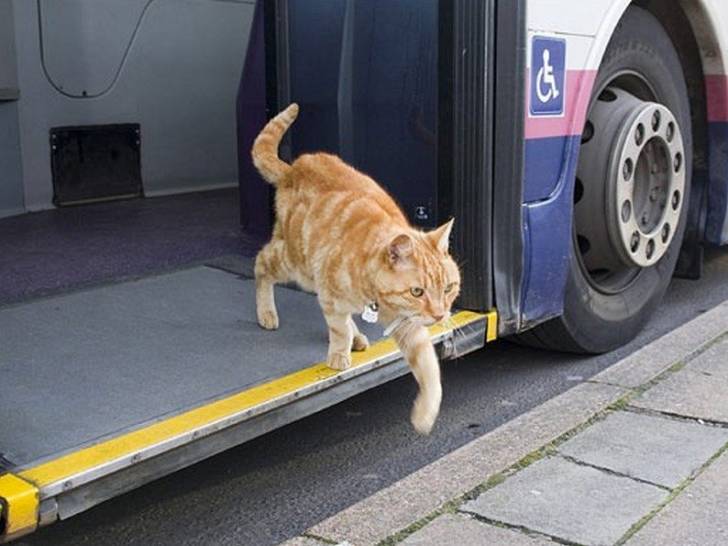 https://upload.chatsdumonde.com/img_global/24-le-chat-dans-les-transports-et-en-voyage/_light-20662-prendre-le-bus-ou-voyager-en-car-avec-son-chat.jpg