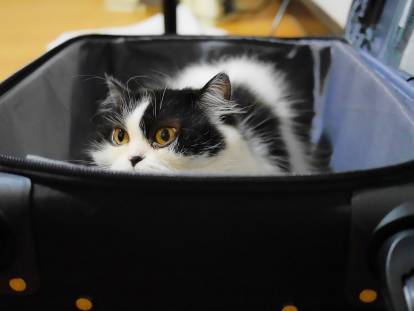 Quel Transport Prendre Pour Partir En Vacances Avec Un Chat