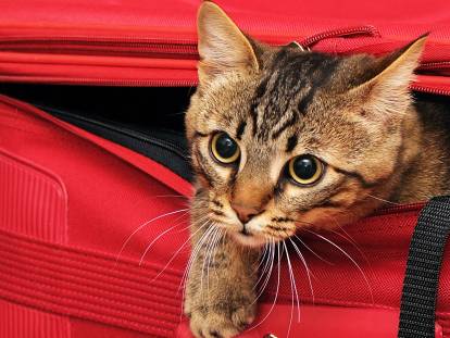 Un chat tigré sortant d'une valise rouge
