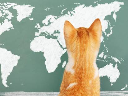 Un chat roux face une carte du monde