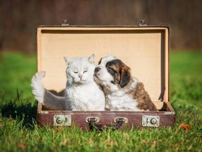 Deux chatons assis dans une valise de voyage