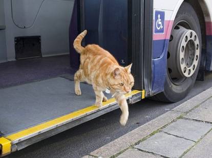 Prendre Le Bus Ou Voyager En Car Avec Son Chat