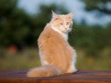 Noms De Chat Commencant Par M