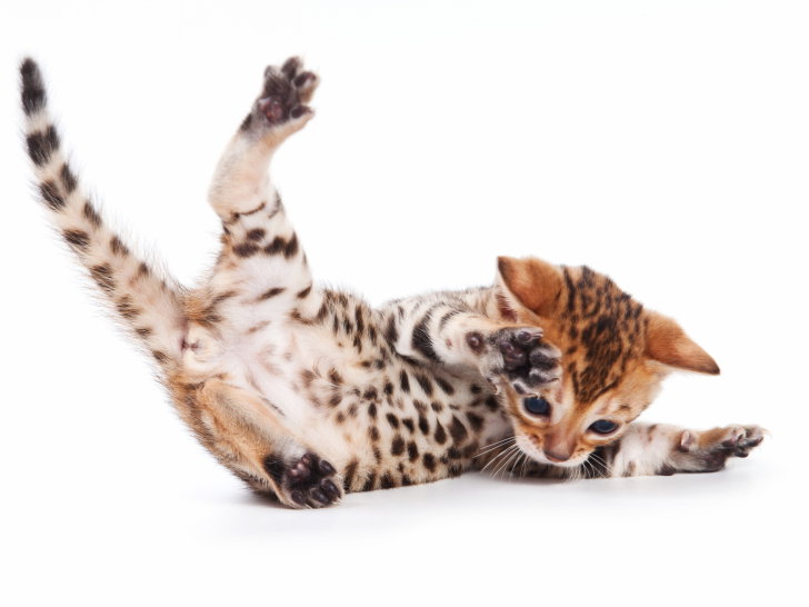 Chats Du Monde Tout Sur Les Chats Et Chatons