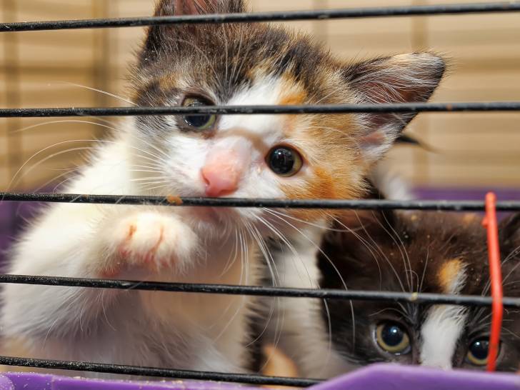 Chat Vole Les Vols De Chats