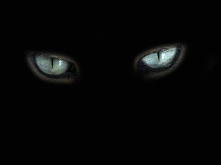Deux yeux cyans d'un chat dans le noir