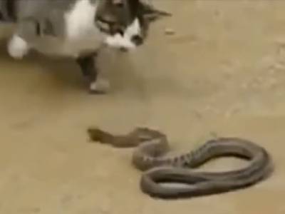 Chat Contre Serpent Qui Sera Le Plus Rapide Video