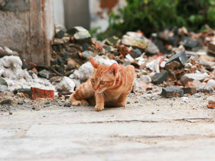 Chat Perdu Ou En Fugue Mon Chat A Disparu Que Faire