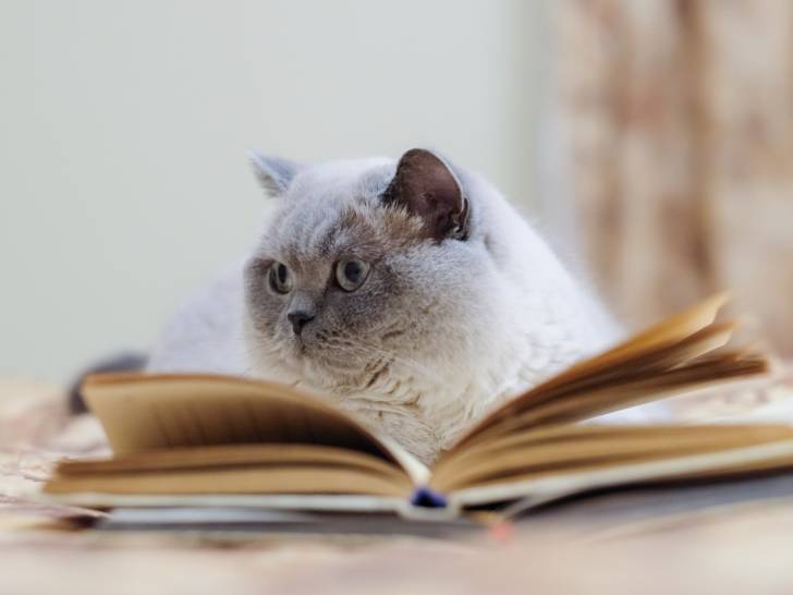 Un livre sur les chats en cadeau pour quelqu'un qui aime les chats